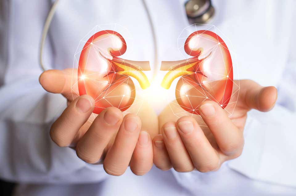 10 Secrets Herbs to Keep Your Kidneys Healthy