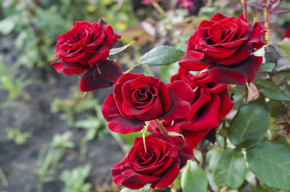 गुलाब की पंखुड़ियाँ इन पाँच तरीकों से आपके सेक्स जीवन को बेहतर बना सकती हैं।
