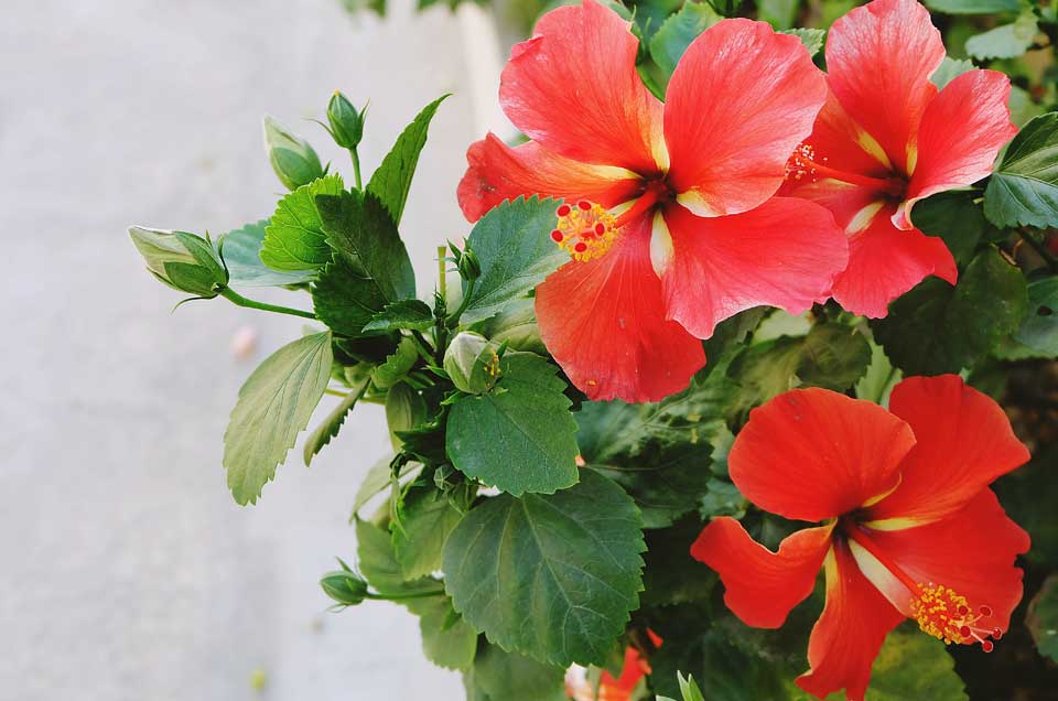 Benefits of Hibiscus in Diabetes, High Cholesterol & Skin Problems