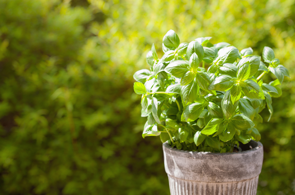 Tulsi: The Most Sacred Plant in Indian Tradition