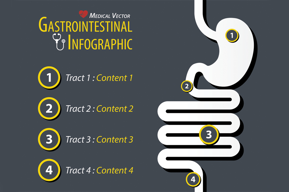 Journey of Food Through our Digestive System